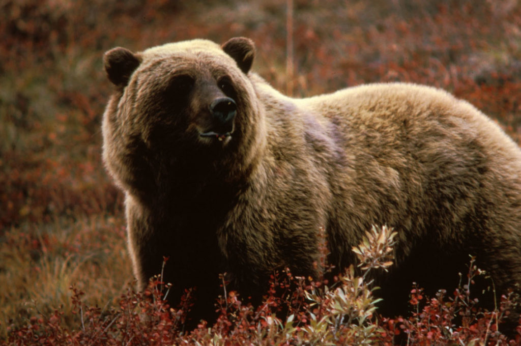 MONTANA - Animal del estado: Oso grizzly desde 1862